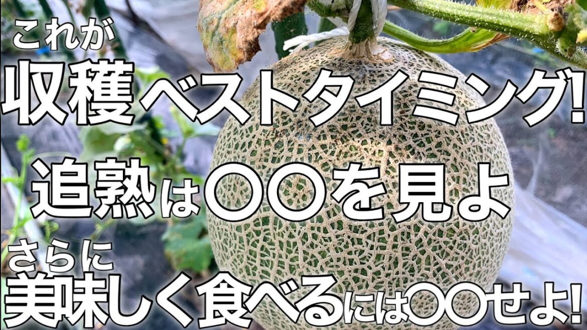 【簡単すぎ!】メロンの収穫時期を見極める4つの方法と追熟のポイント