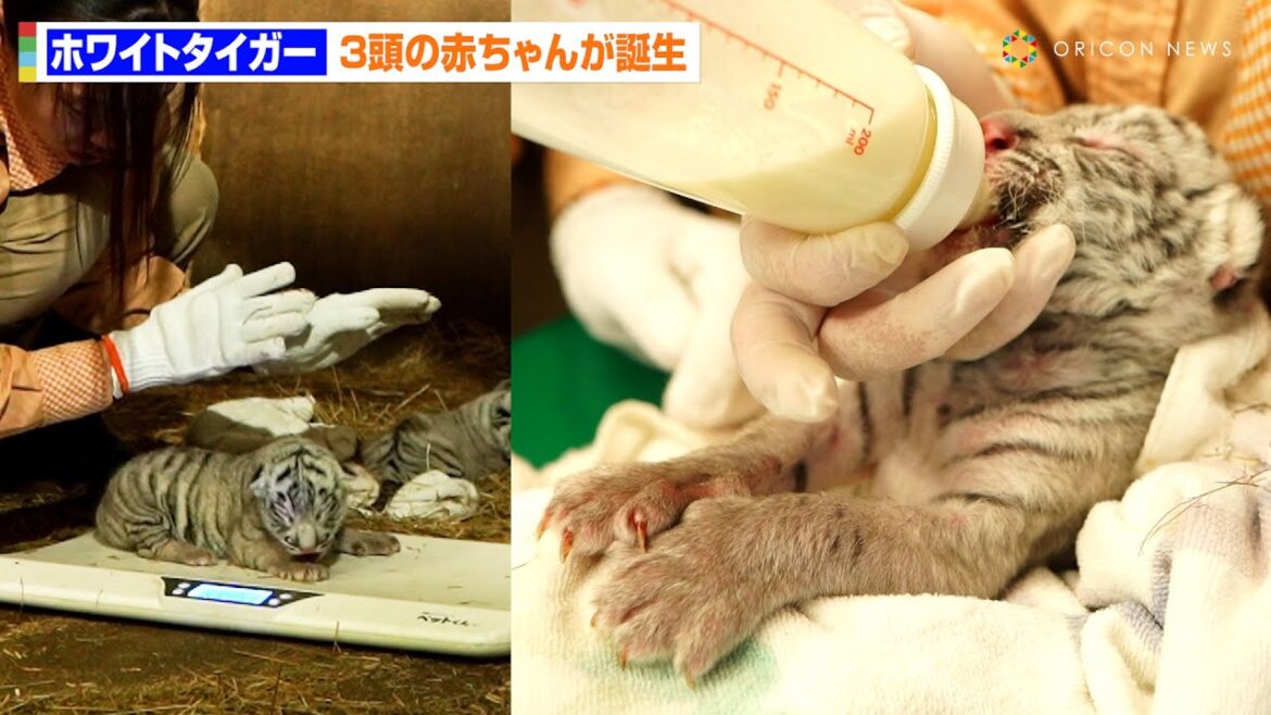 3頭の赤ちゃんホワイトタイガーが誕生！体重測定からミルクを飲む様子まで、可愛さあふれる姿が公開　伊豆「アニマルキングダム」ホワイトタイガーのシロップが出産