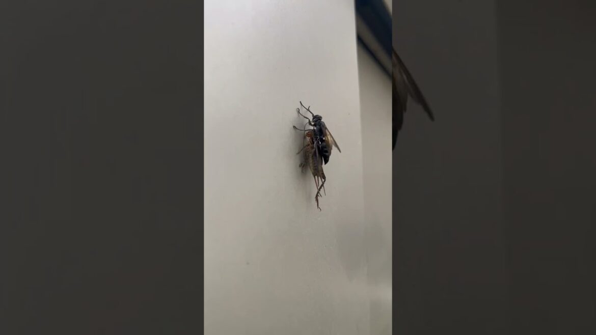 衝撃映像！！閲覧注意！！蜂がコオロギを捕食する。