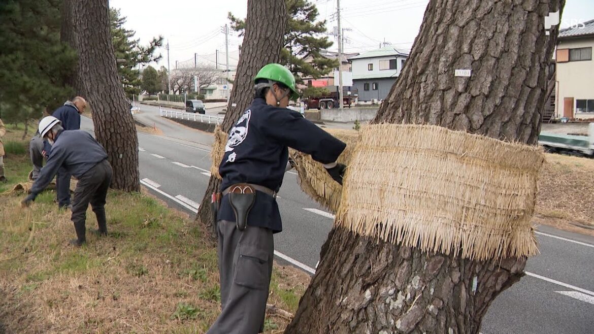 「啓蟄」で箱根松並木の“こも外し”「今年は虫が少なく松の色が青くてきれい」=静岡・三島市