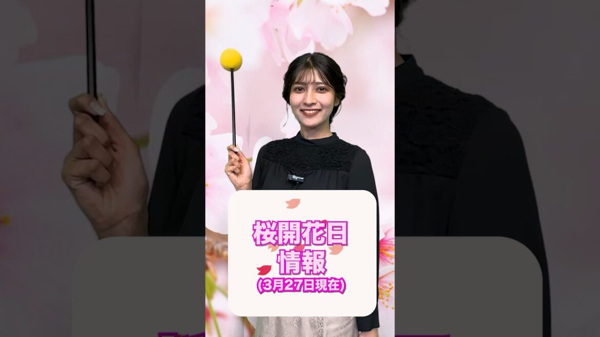 【踊ってみた】桜開花日情報(3月27日現在)#shorts  #桜  #開花  #流行りの曲 #ウェザーニュース  #岡本結子リサ