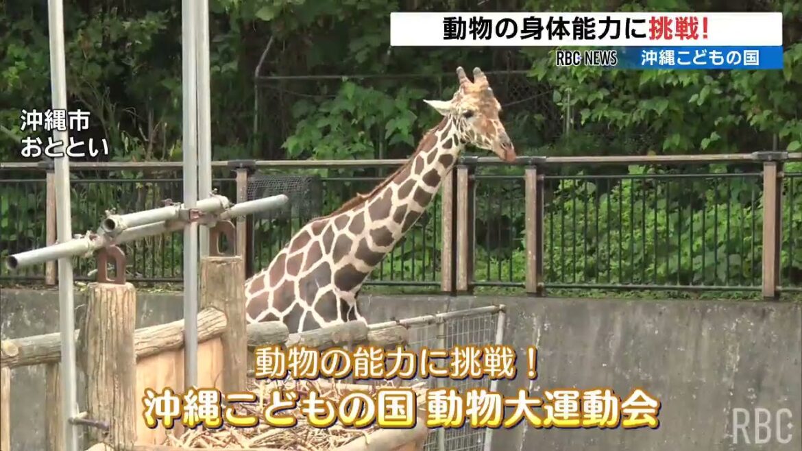 キリンと“まばたき我慢対決” 動物の身体能力に挑戦するユニークな運動会　沖縄こどもの国