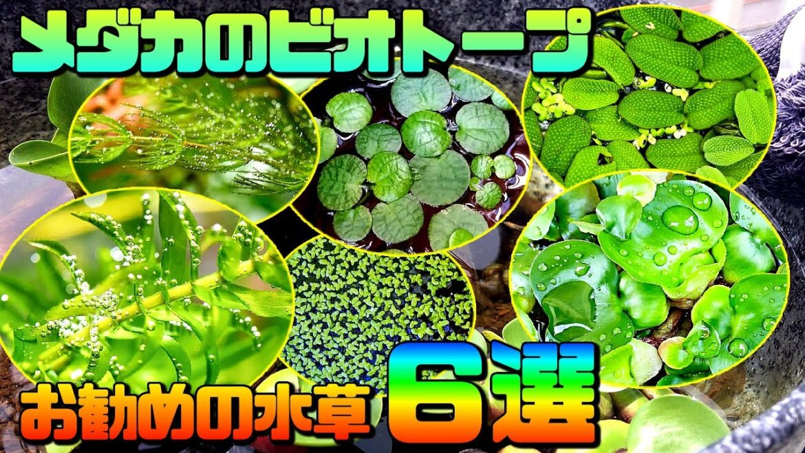 初心者でもメダカのビオトープで簡単に育てられる水草（浮き草）6選！見た目だけじゃなく導入するメリット多数