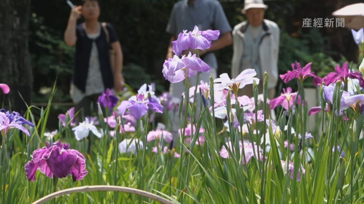堀切菖蒲園のハナショウブが見頃