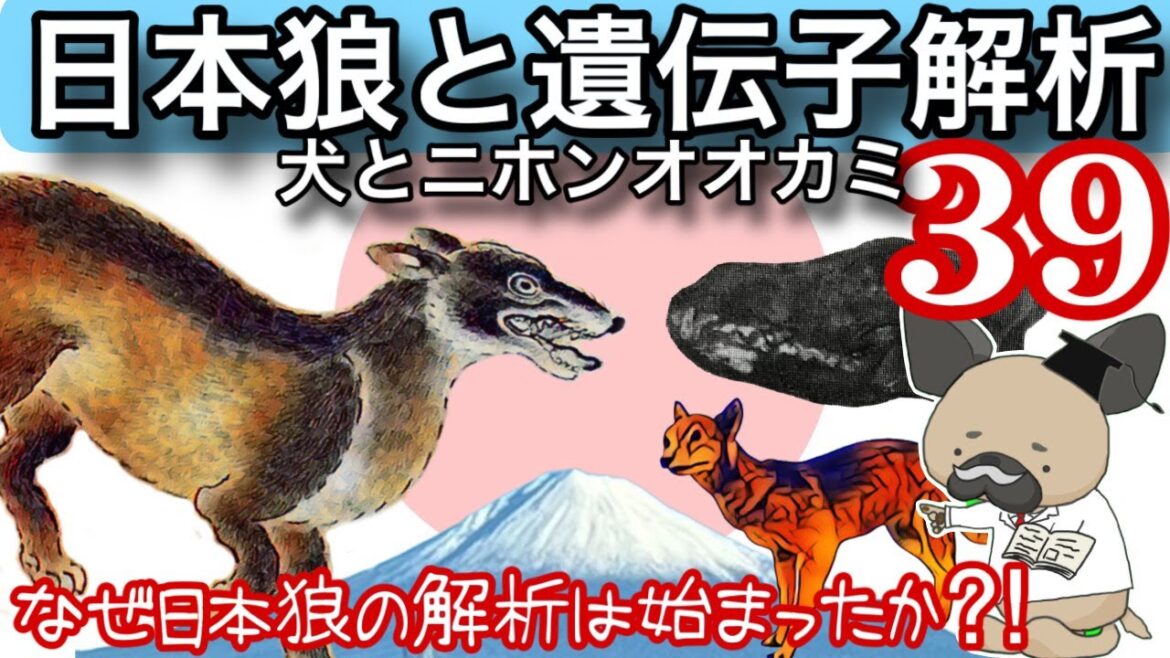 日本狼と遺伝子解析〜頭骨から見えるその正体〜犬とニホンオオカミ39