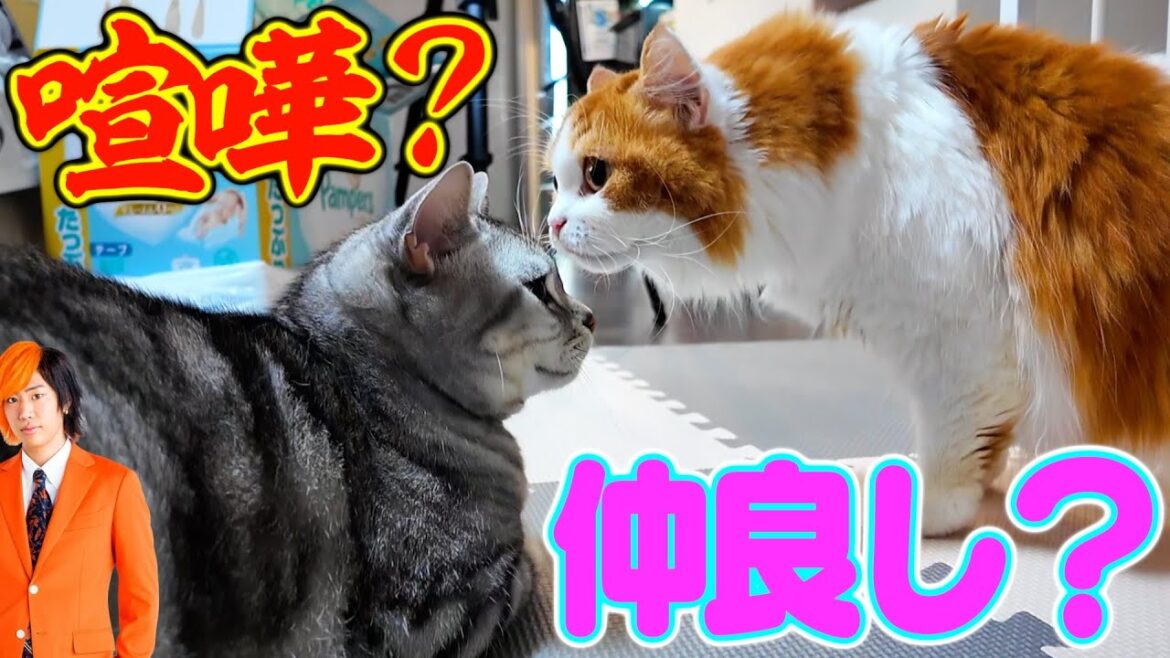【お引越し】東京で４年間飼っていた猫がついに岡崎へやってきた！！！
