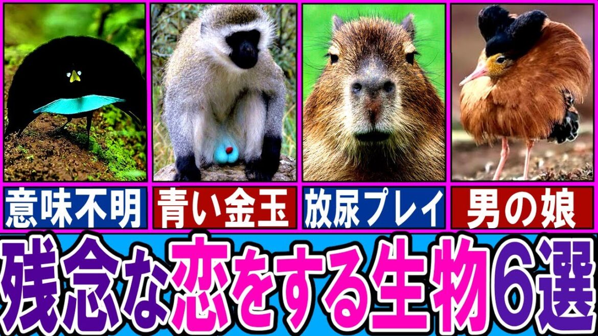 【閲覧注意】ざんねんな恋をする生き物６選【ゆっくり解説】【動物おもしろ雑学】