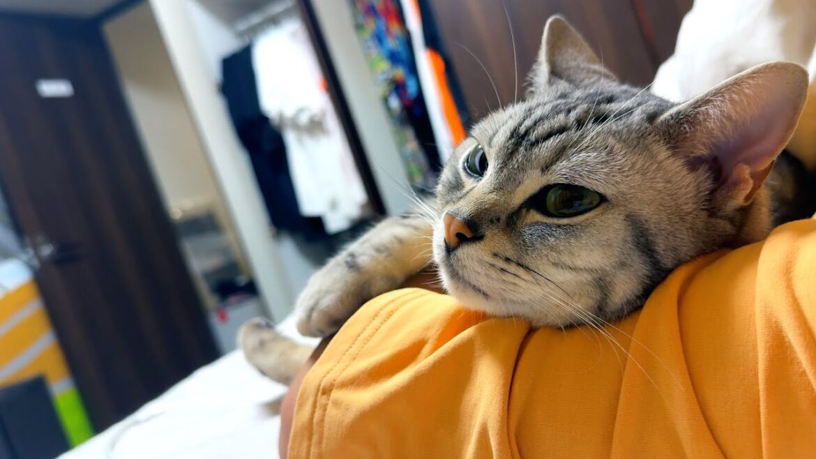 【4K】ねこに腕枕。