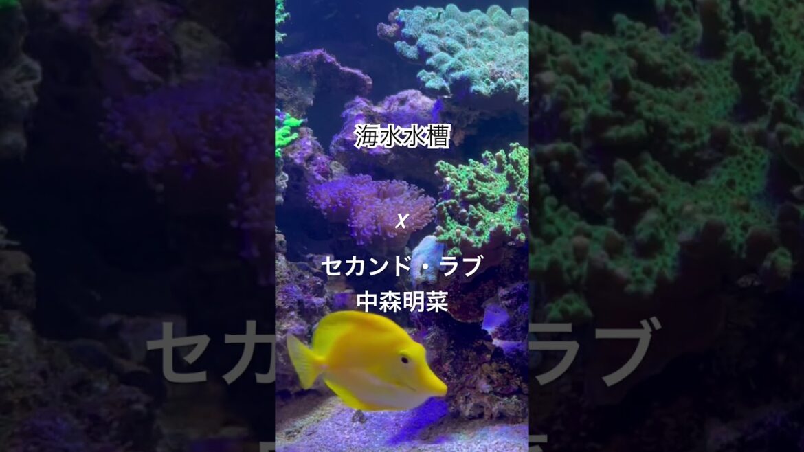 海水水槽の束の間✖ #中森明菜 #セカンドラブ #Second_Love / #来生たかお #来生えつこ #恋も二度目なら #1982