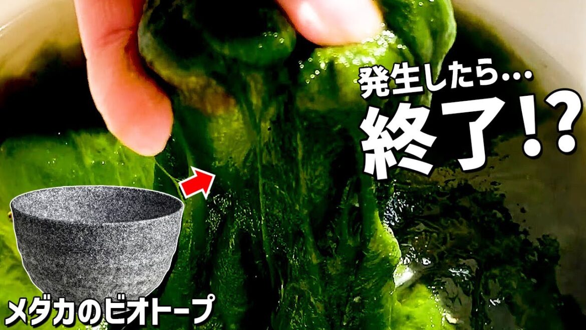 【メダカの屋外ビオトープ】メダカを殺すヤバすぎるコケ「アオミドロ」の発生原因と対策について【初心者必見！】