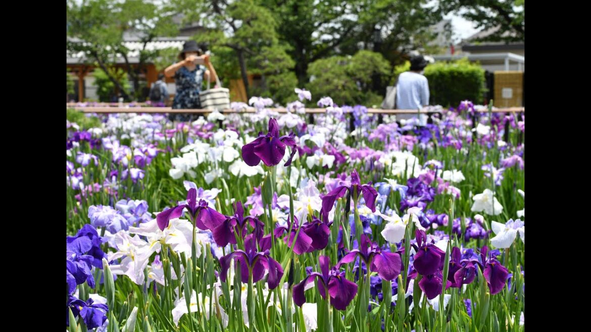 【堀切菖蒲園】ハナショウブが満開【葛飾区】