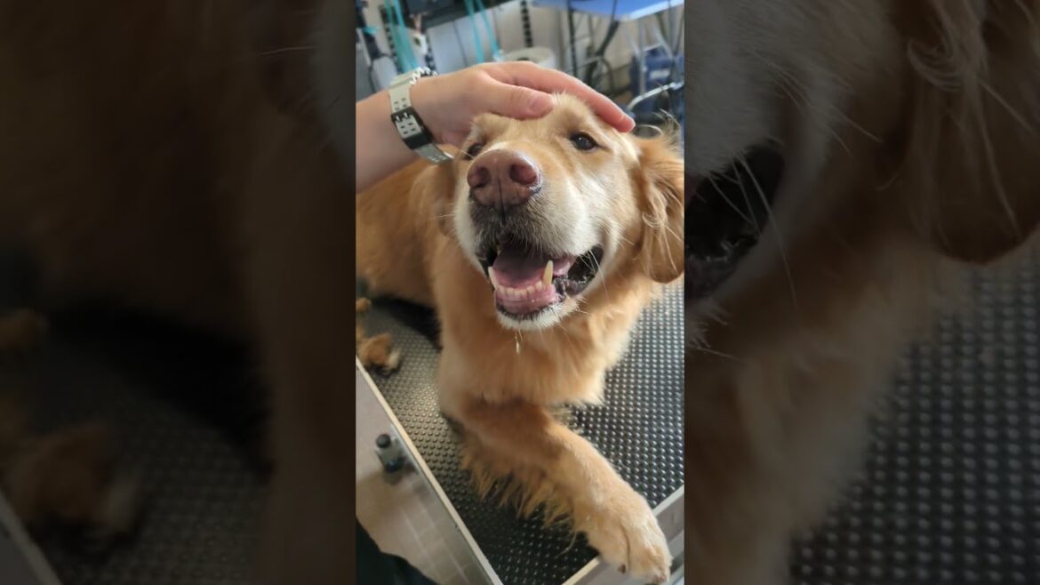 🐶ゴールデン🌞レオくん💕「源頼朝さんと🍱鶏の唐揚げ弁当😀」