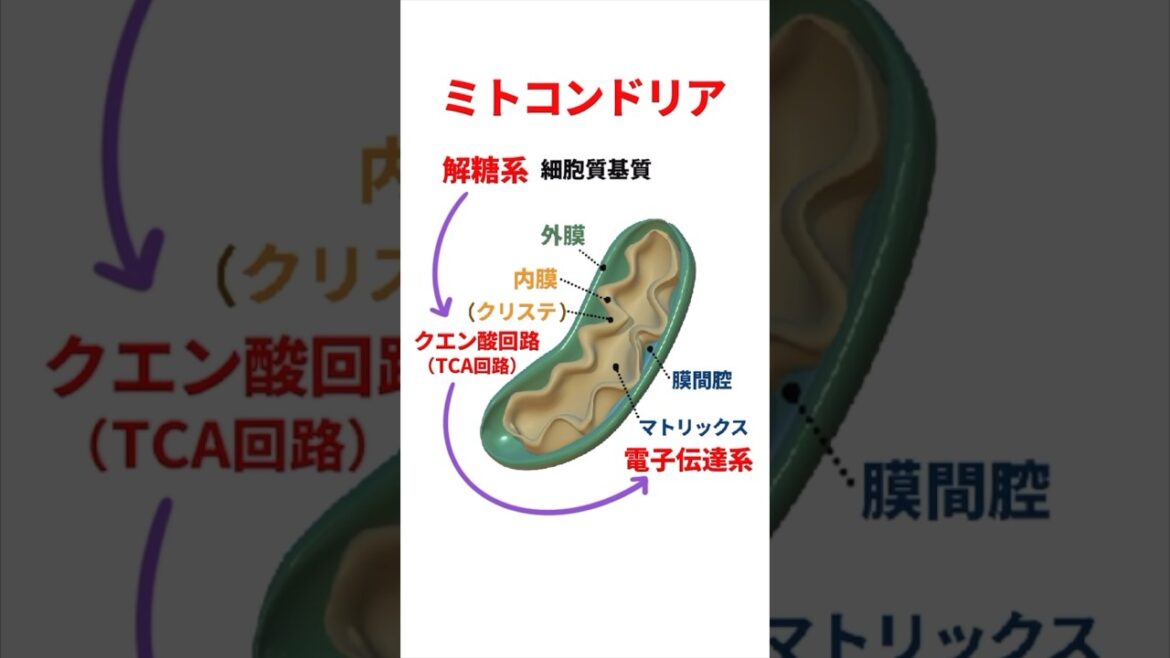 ミトコンドリアの構造と働き #ゴロー #解剖生理学