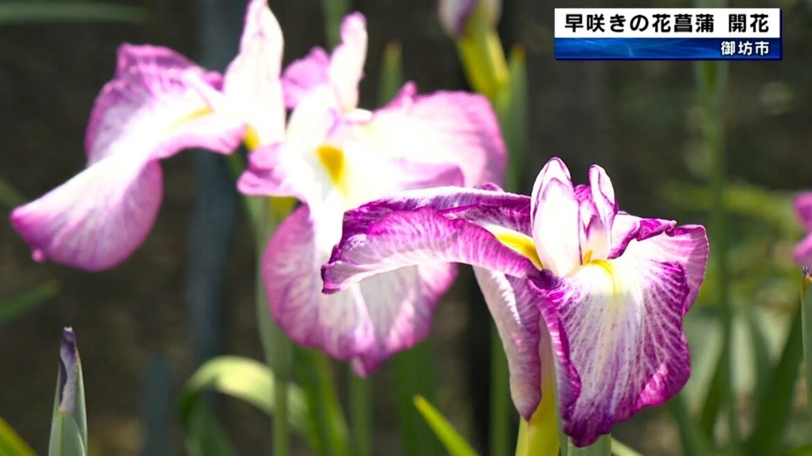 早咲きの花菖蒲が開花「とびやま花しょうぶ園」　和歌山県御坊市