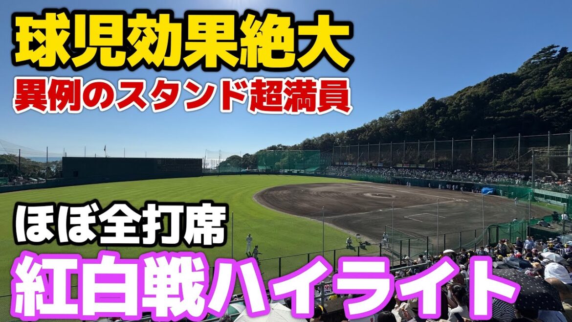 【5年ぶりの紅白戦】球児フィーバーにスタンド超満員！負けたら罰走も引き分けで回避！佐藤輝明・伊藤将司の同期入団対決が実現！【阪神秋季キャンプ】2024.11.3