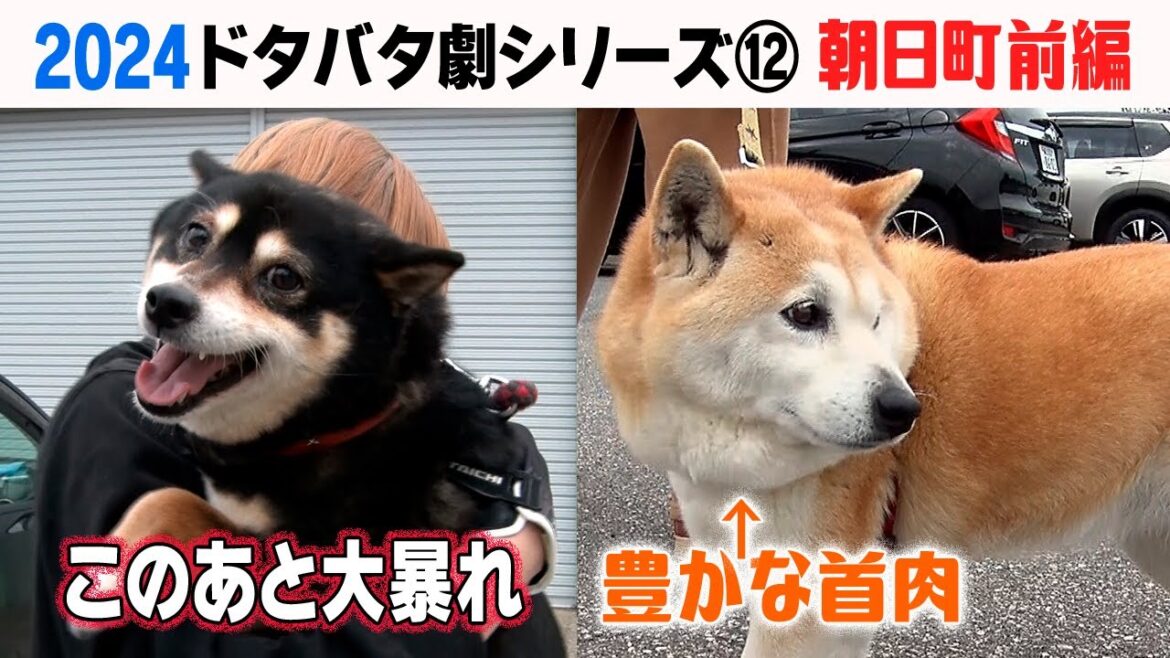 2024狂犬病予防注射会場のドタバタ劇⑫ 朝日町前編