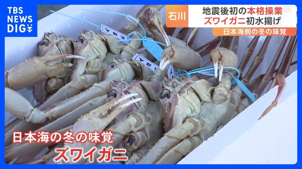 石川・輪島港でズワイガニの水揚げ　地震後初めて本格操業を再開｜TBS NEWS DIG