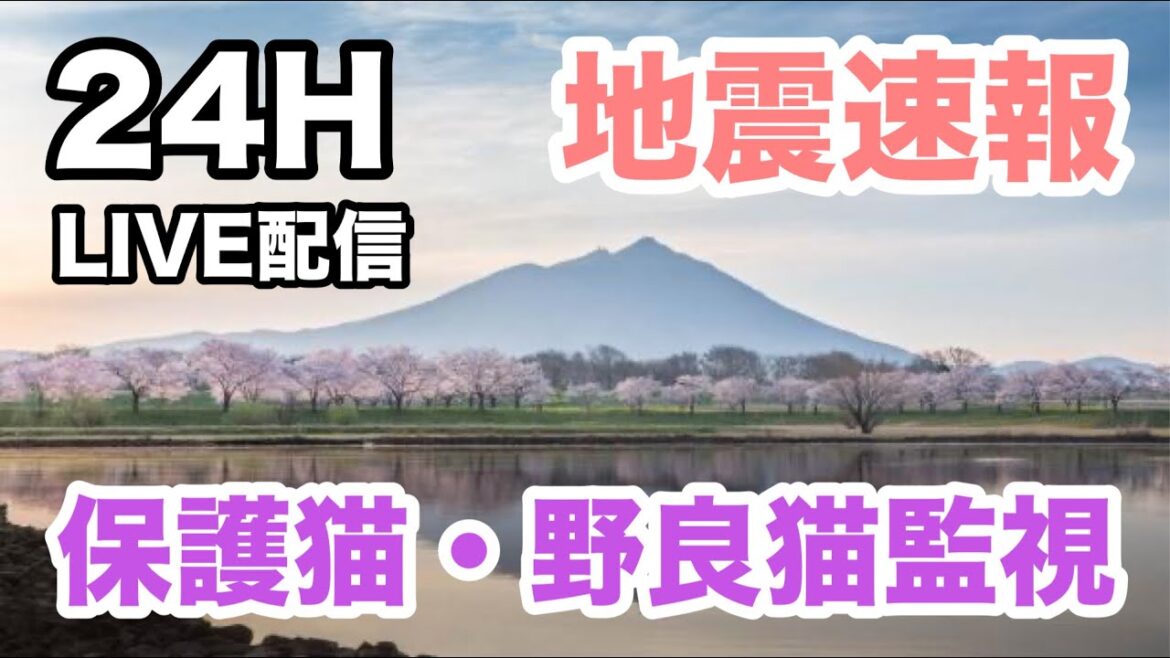 2024/1109  A   アーカイブ　LIVE映像・保護猫監視・アライグマ・タヌキ・ハクビシンがきます。地震速報・天気予報