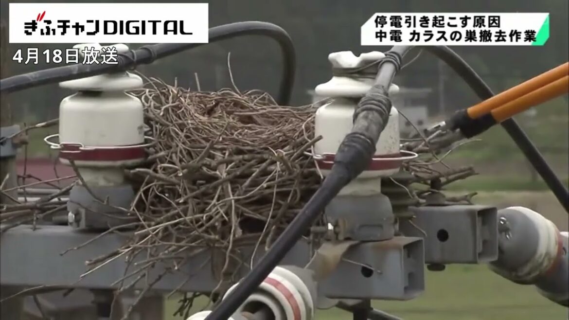 停電のリスクあるカラスの巣撤去　山県市で公開　中部電力パワーグリッド岐阜支社