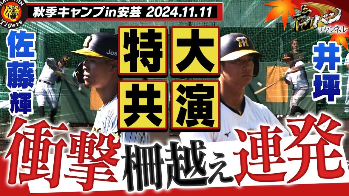 【11月11日秋季キャンプ】佐藤輝＆井坪がランチ特打で特大のサク越えを連発！！山田＆戸井の若虎が早朝から特守で汗を流す！！阪神タイガース密着！応援番組「虎バン」ABCテレビ公式チャンネル