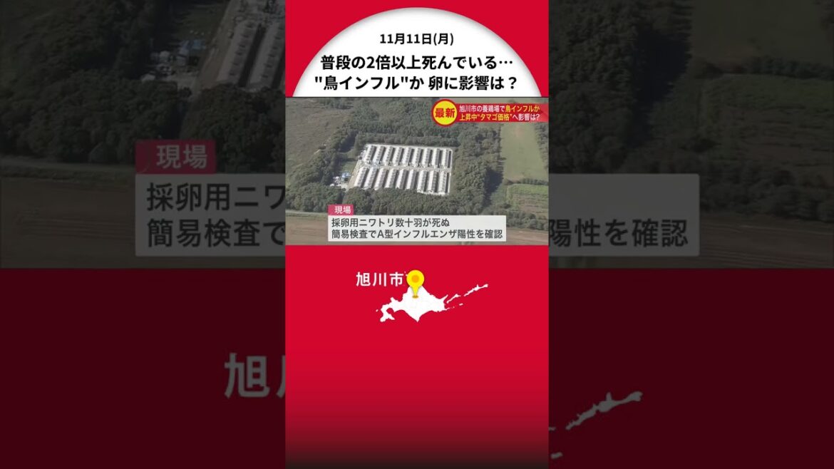 「普段の2倍以上死んでいる」採卵用の養鶏場で高病原性“鳥インフルエンザ”か…確定すれば今シーズン2例目に タマゴ販売量の影響少ないとの指摘も 北海道