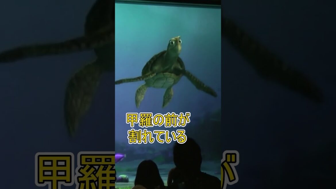 腹筋割るにはどうしたらいいですか？【タートルトーク】東京ディズニーシー