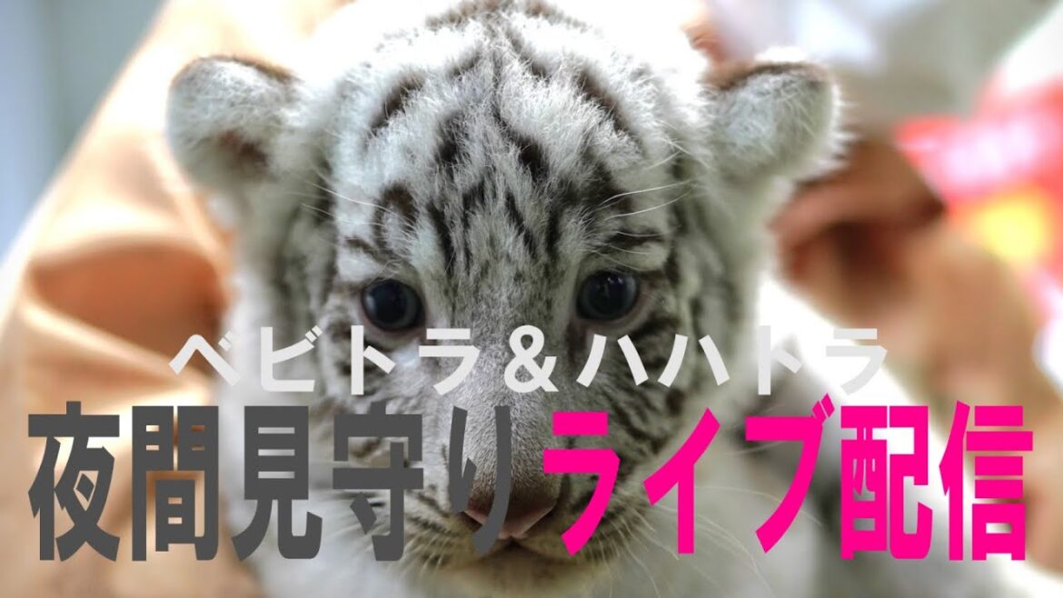 【祝生誕2か月】【11月12日前半】藁ップは帰ってくるのか見守りライブ配信