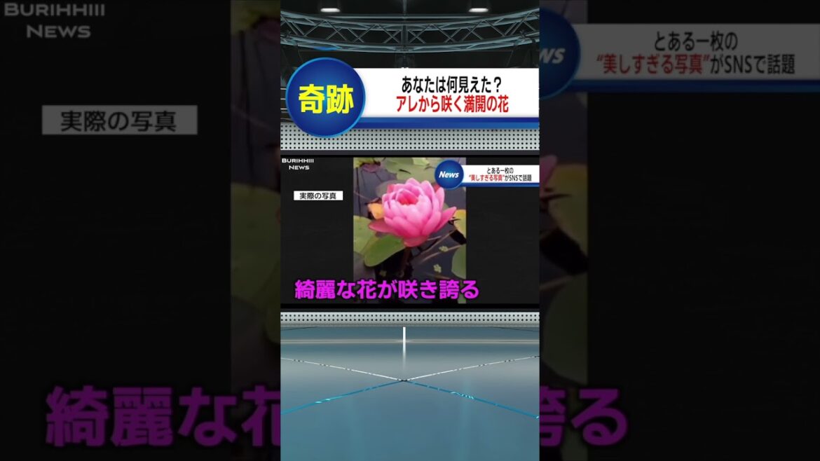 アレにしか見えないモノから…#shorts #ニュース#放送事故#ブリッヒーニュース