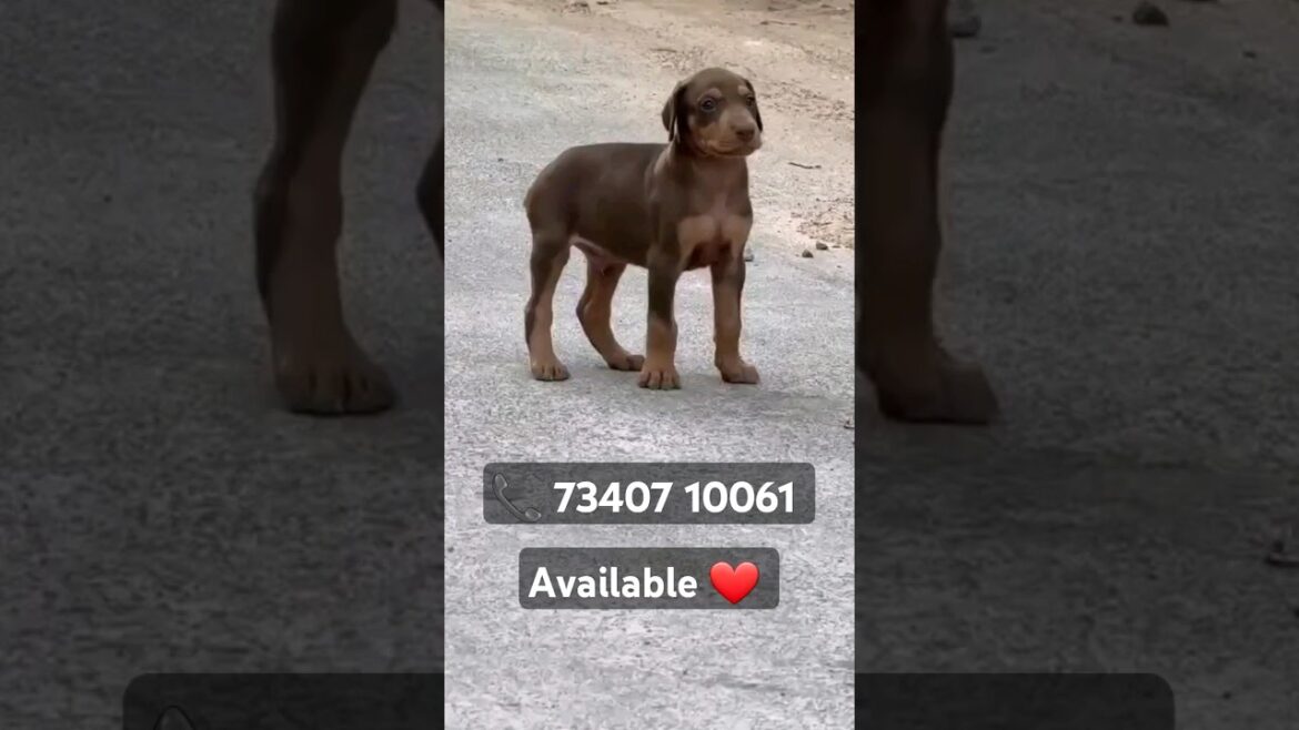 Doberman male pup available. #doglover #puppy #trendingshort #pets #viral