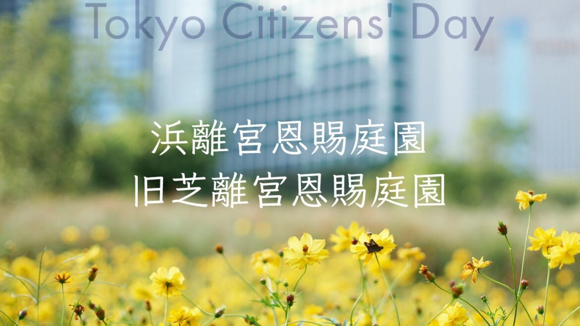 浜離宮恩賜庭園 | 旧芝離宮恩賜庭園 [10月1日は都民の日] Tokyo Citizens’ Day [ Insta360 GO2 | SONY a7II | 50mm F1.4 ] コスモス