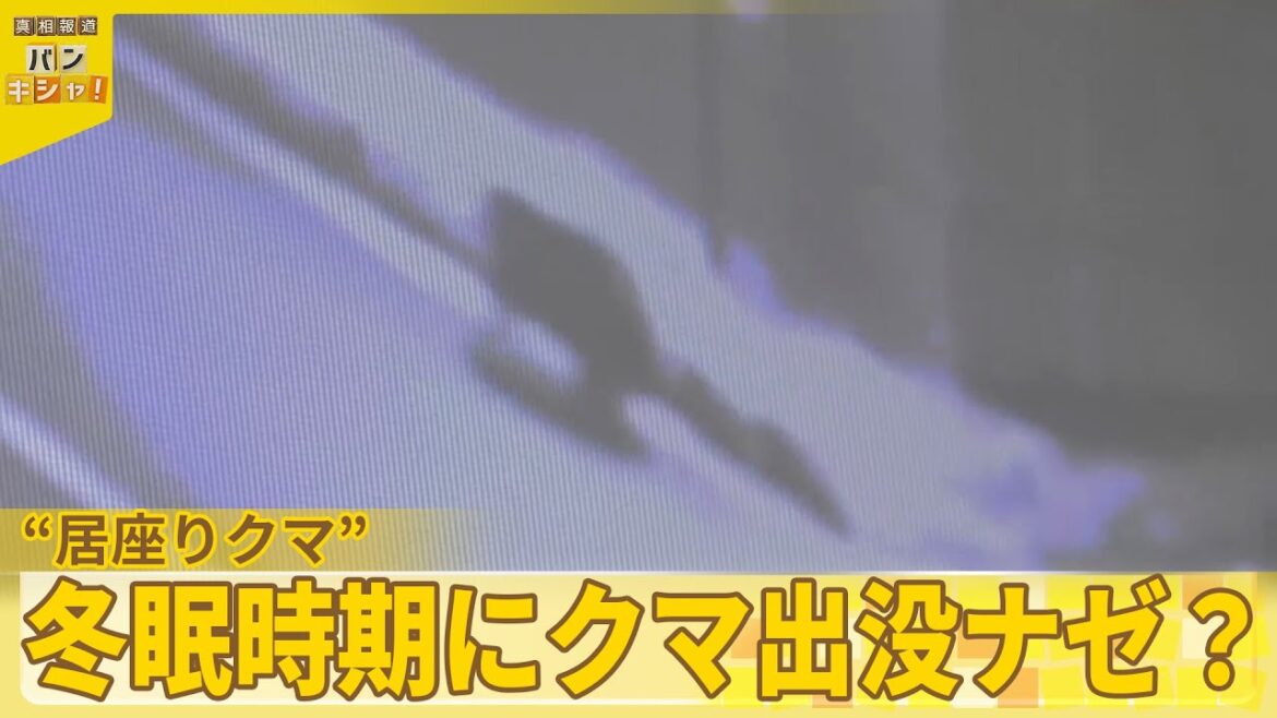 【クマ】居座り36時間 “ドローン作戦”も『バンキシャ!』 【クマ】居座り36時間 “ドローン作戦”も『バンキシャ!』