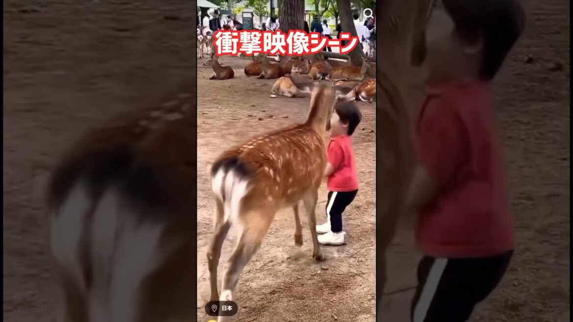 衝撃映像シーン👶奈良公園🫎