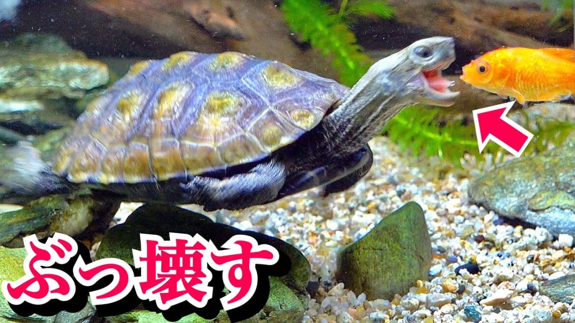 カメの成長が…水槽をぶっ壊して新しい環境へ？！