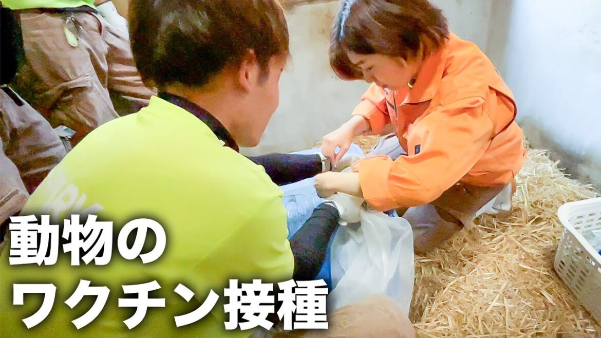 【飼育員のお仕事】リスザルのワクチン接種の様子に密着！