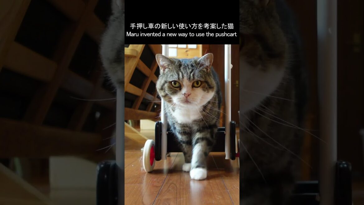 手押し車の新しい使い方を考案したねこ。 #Shorts