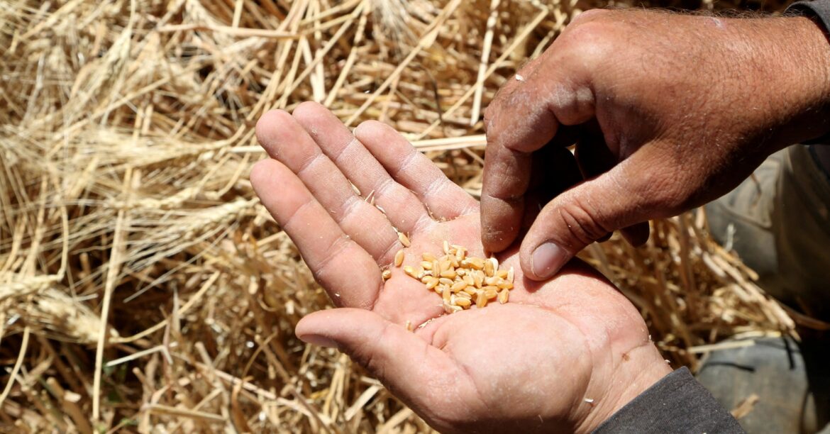 ロシア、対シリア小麦輸出停止のもよう　ウクライナが供給に意欲 | ロイター