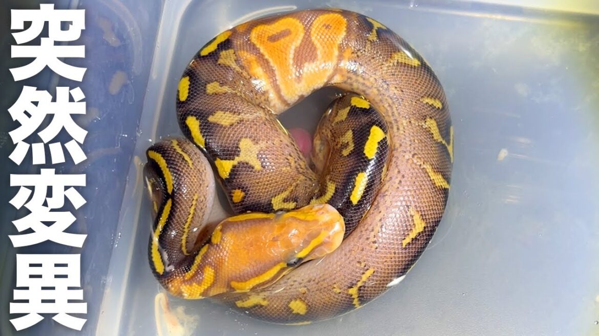 卵から孵化した蛇が驚愕の突然変異種でした