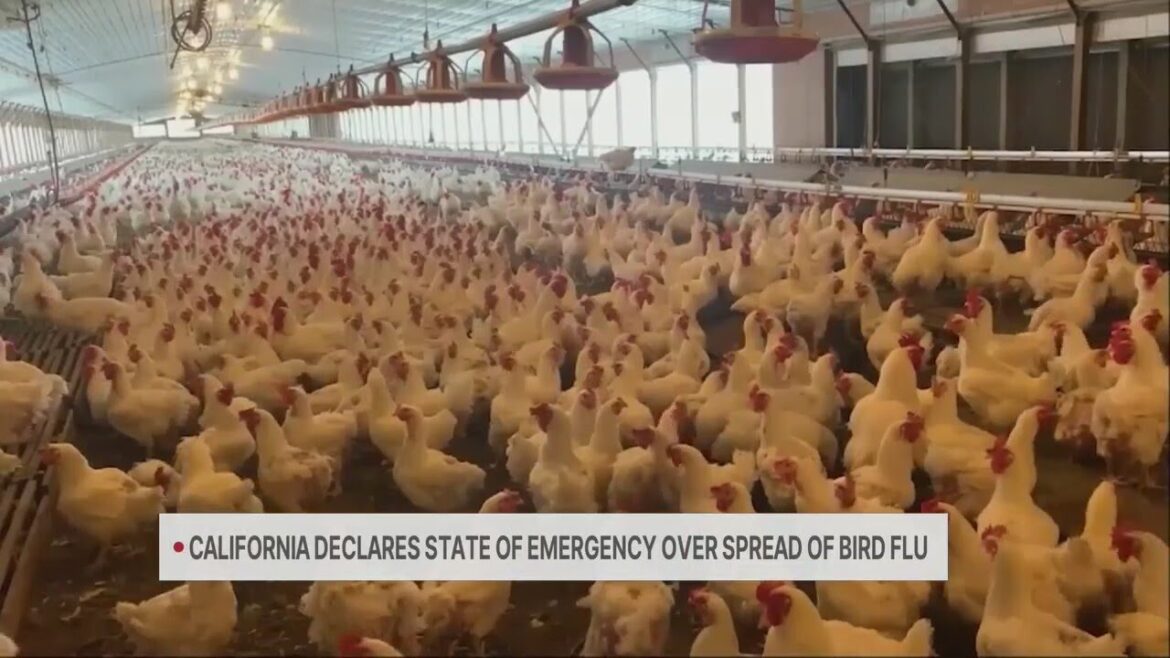 California Dept. of Health issues State of Emergency due to bird flu