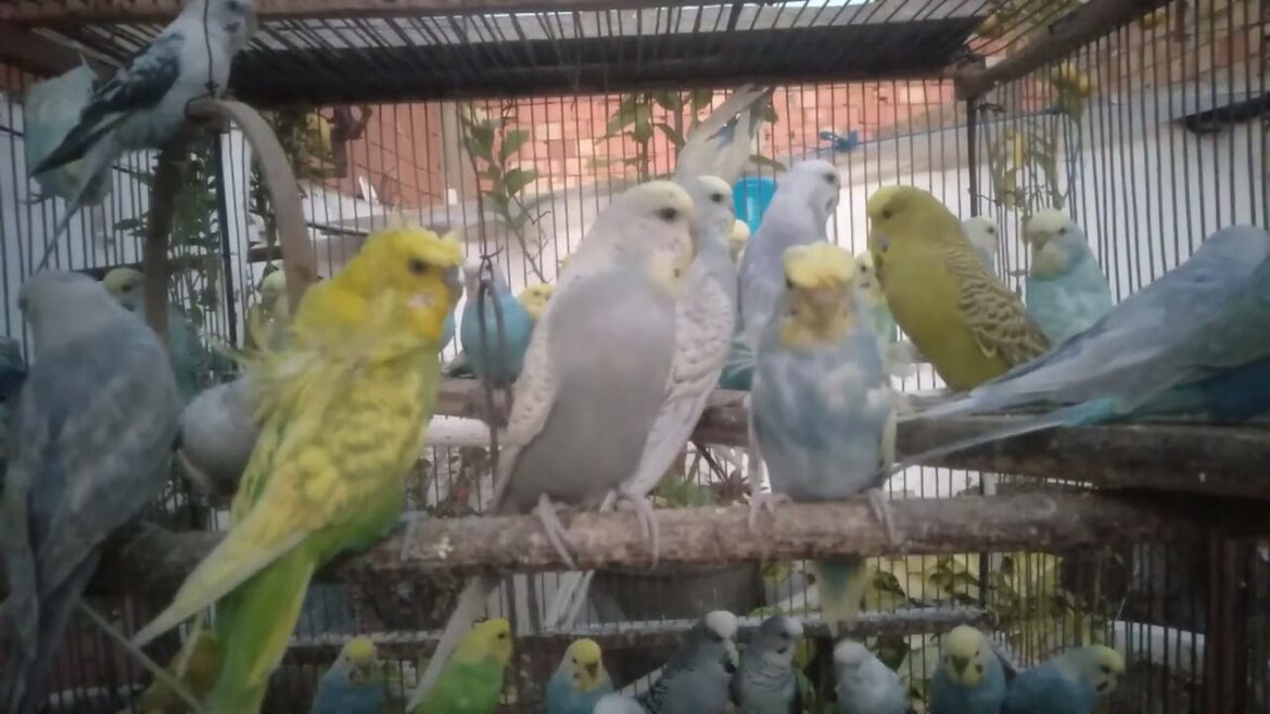 美しいセキセイインコの変異種を探る！💚✨