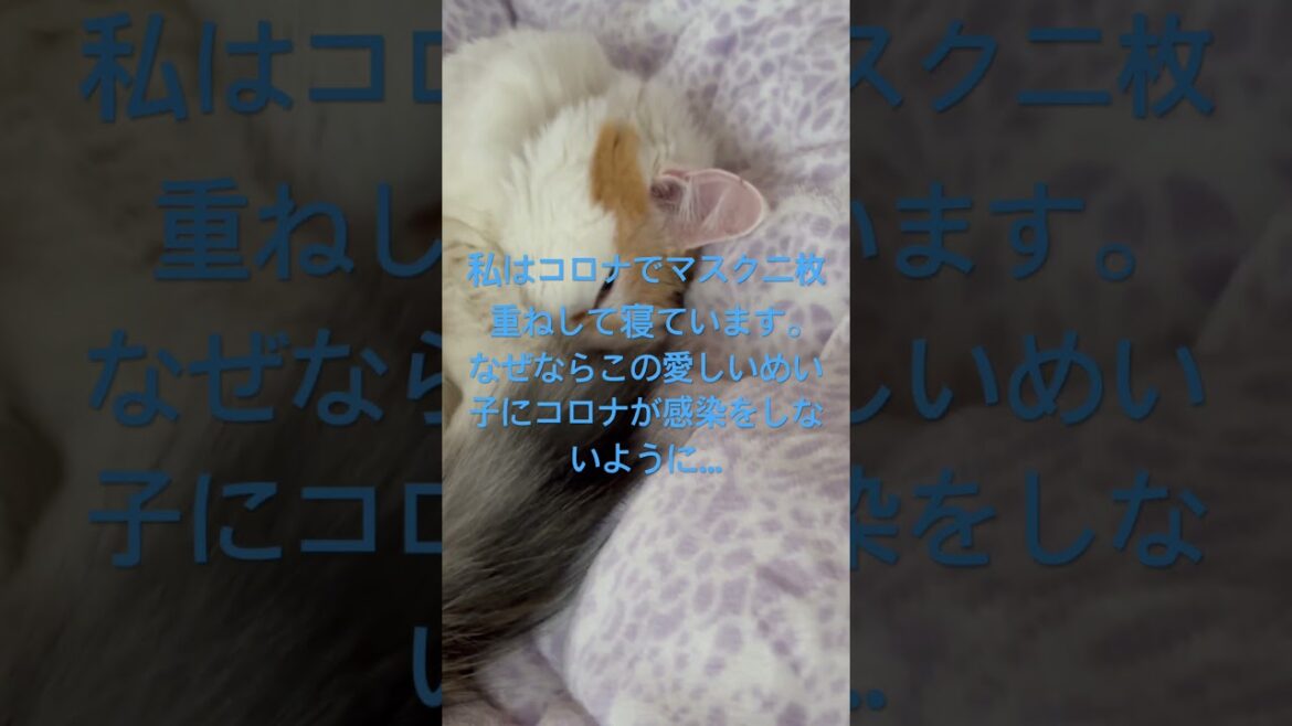 コロナ陽性になってしまった私…それでも、私のそばから離れない。#コロナに負けるな #メインクーン#愛猫#幸せ波動