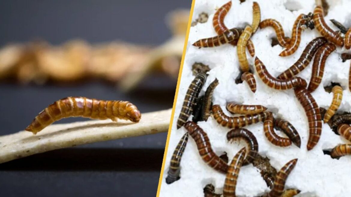 ケニアでプラスチックを食べる昆虫が発見された。この画期的な発見は、アフリカの汚染危機に希望をもたらします。