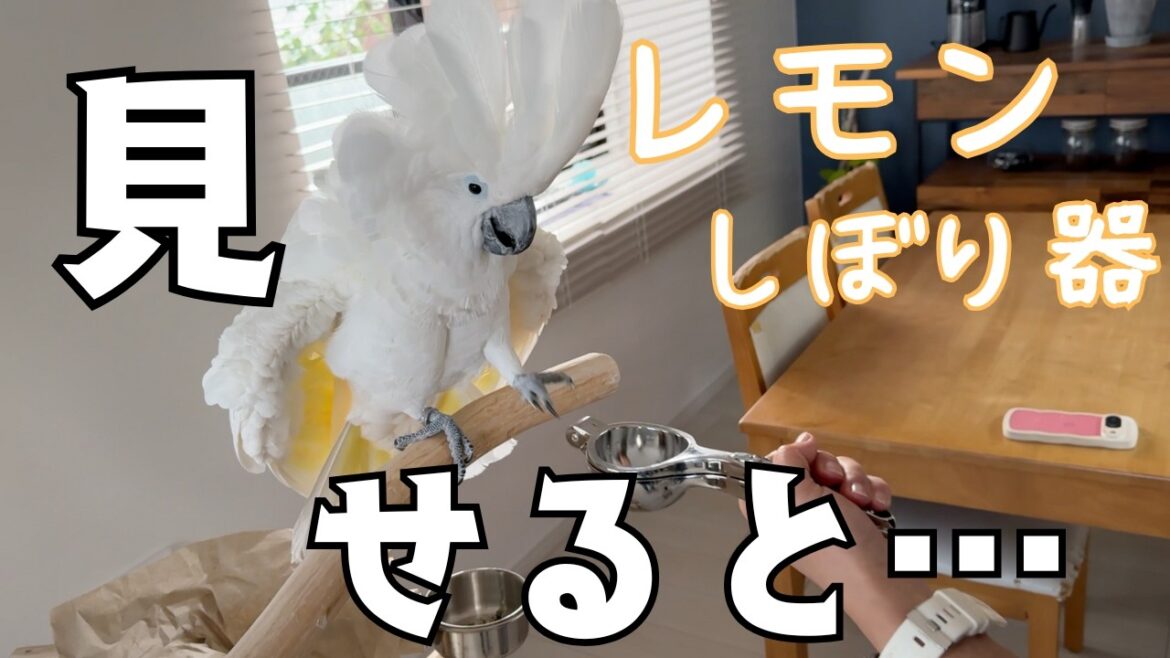 レモンしぼり器新しいの買ってオウムに見せると…？