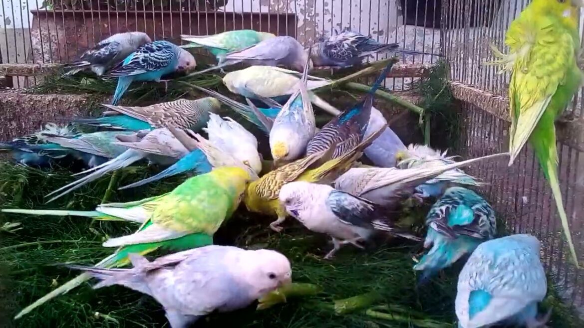 🌈 カラフルなセキセイインコの世界！美しい変異種を発見しよう！💖✨