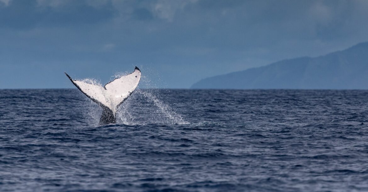 情報BOX：生物多様性が急激に減少、人類は何を失ったのか | ロイター