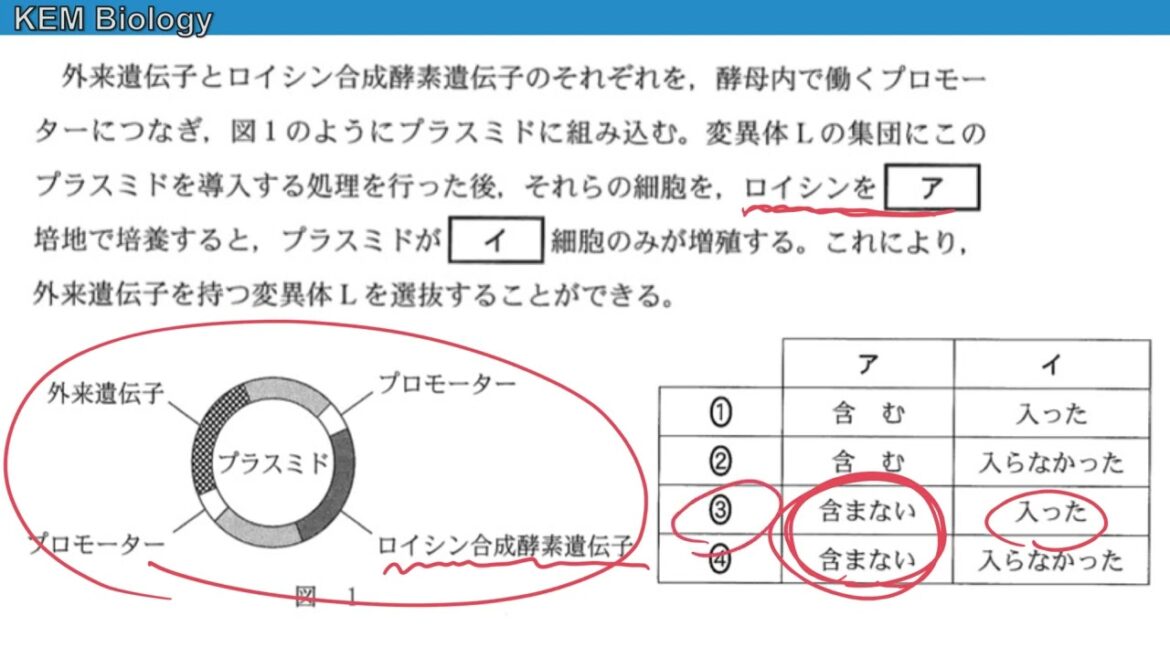 共通テスト2024年度（生物）大問２