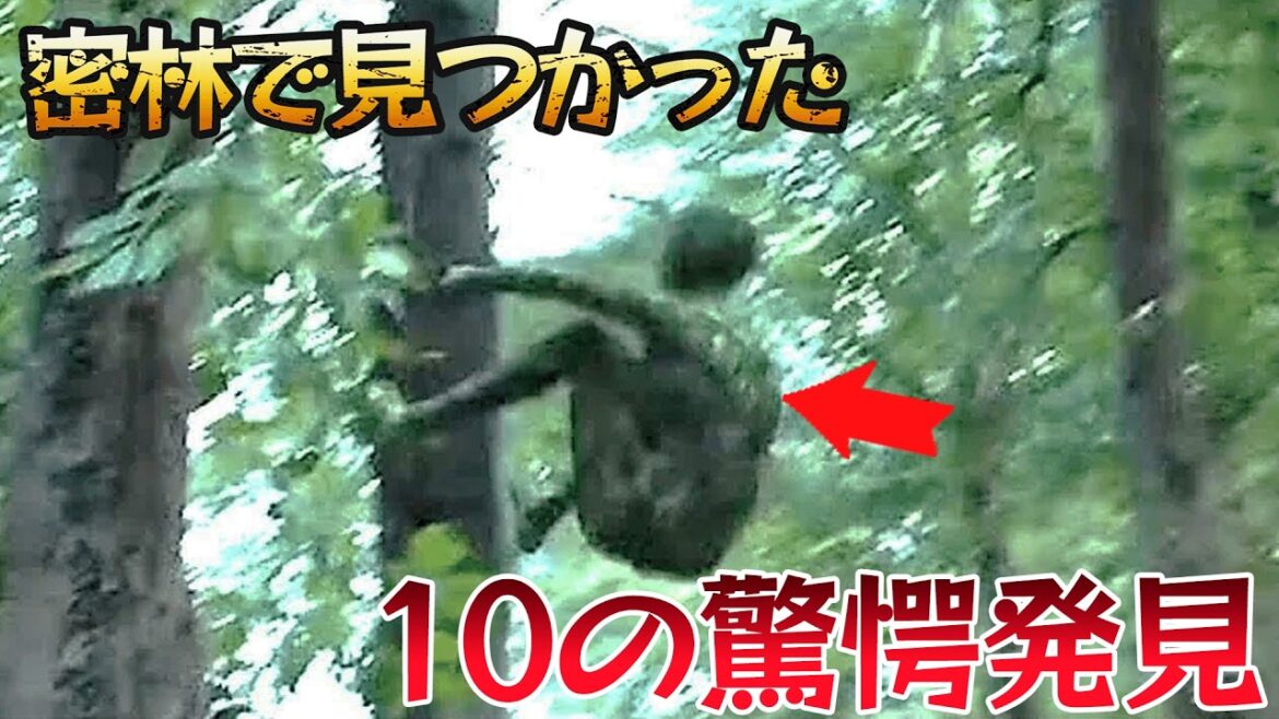 【衝撃映像】ゾンビは実在した！？密林で見つかった10の驚愕発見。精神を操る蜂の存在、リアル・ターザンとの遭遇
