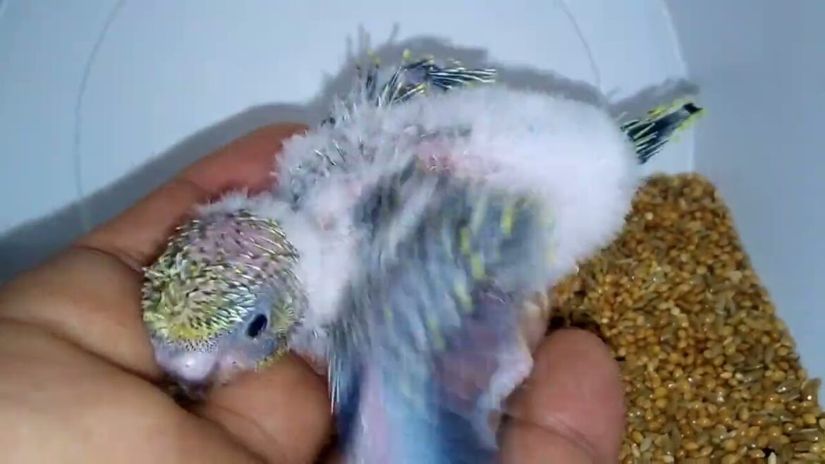 日本が誇るハゴロモ変異種！セキセイインコの羽色が鮮やかに！