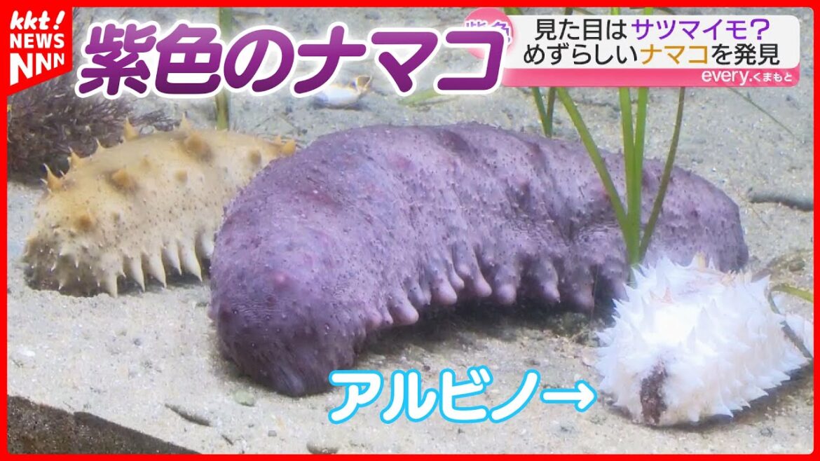 【まるでサツマイモ】天草の漁師が｢紫色のナマコ｣発見！突然変異種か地元の水族館で飼育