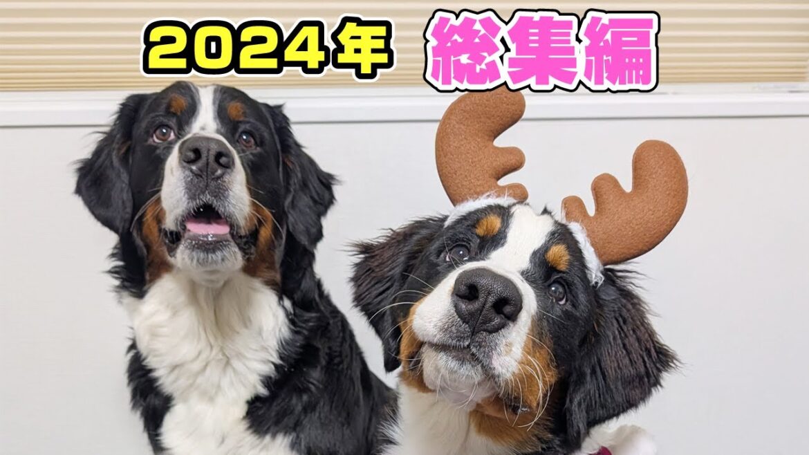 2024年の総集編