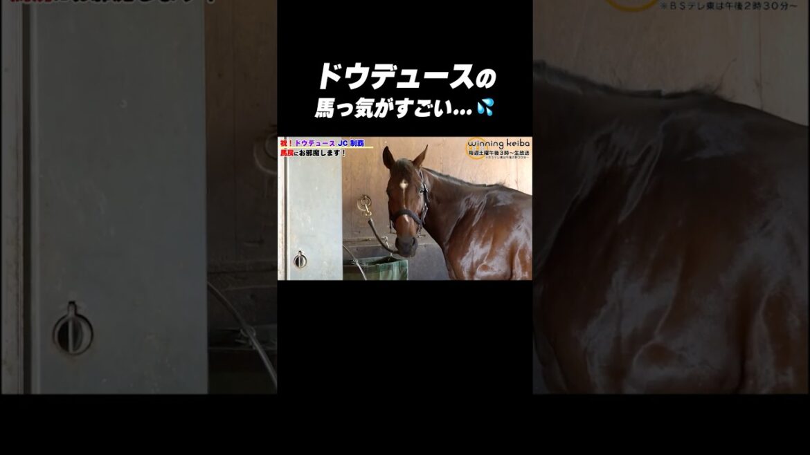 【#馬っけ すご…🫣】#ドウデュース の未公開カットを大放出！#shorts